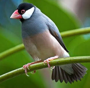 Mengenal Dekat Jenis Burung Gelatik Jawa