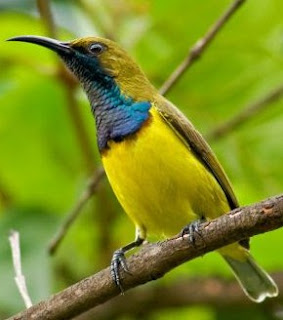 Solusi Dan Cara Meloloh Anakan Burung Sogok Ontong Agar Selalu Sehat Serta Cepat Besar