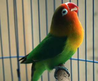 7 Bahan Racikan Tradisonal Untuk Pakan Burung Lovebird Agar Ngekek Panjang Yang Sudah Terbukti