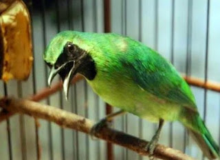 Khasiat Dan Manfaat Pemberian Buah Belimbing Untuk Burung Cucak Ijo Yang Sudah Terbukti