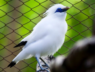 Kisaran Harga Terbaru Burung Jalak Bali Saat Ini 2017 Bersertifikat Resmi
