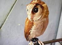 Anak Burung Oriental Bay Owl