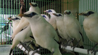 Burung Jalak Bali Masih Muda Bahan Sepasang Bersertifikat Resmi Umur 6 Hingga 8 Bulan