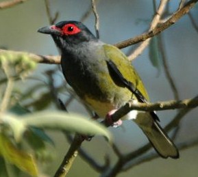 Kisaran Harga Burung Ara Timor Mata Merah Saat Ini 2017