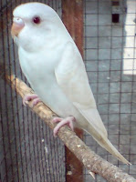 Burung Parkit :LutinoWarna Putih