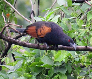 Kisaran Harga Terbaru Burung Bubut Saat Ini 2017 