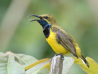 4 Cara Dan Tips Memikat Burung Sogok Ontong Paling Ampuh Yang Sudah Terbukti