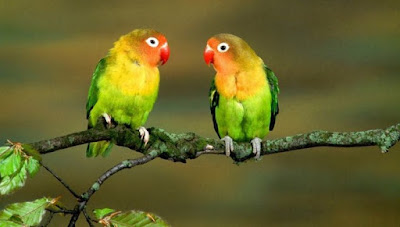 3 Khasiat Dan Manfaat Air Liur Walet Untuk Burung Lovebird Yang Sudah Terbukti