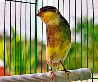 Manpaat Dan Kisaran Harga Terbaru Vitamin Burung Kenari Ternak Saat Ini 