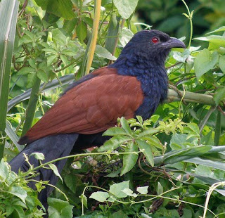 Mengetahui Tempat Sarang Burung Bubut Di Alam Liar Paling Akurat