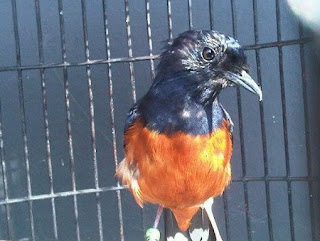 Manpaat Dan Harga Obat Burung Untuk Mengatasi Mabung Tidak Tuntas Terbaru Saat Ini Paling Lengkap