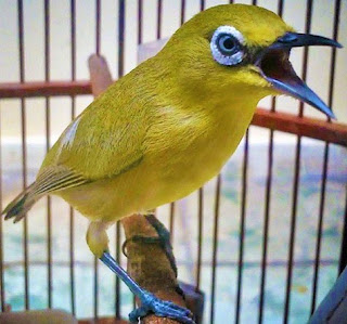 Manpaat Dan Harga Pakan Burung Pleci Lomba Terbaru Saat Ini Paling Lengkap