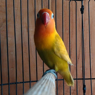 3 Tips Dan Cara Mengatasi Burung Lovebird Sering Turun Tangkringan Paling Akurat