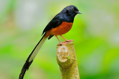 Kisaran Harga Terbaru Dan Manpaat Pemberian Ebod Solution Untuk Mengatasi Masalah Pada Burung Kicau