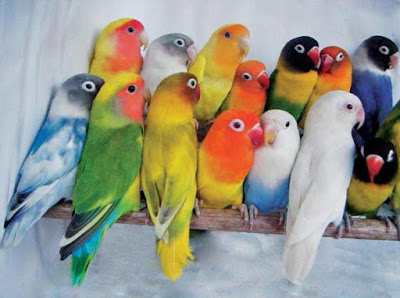 Kisaran Harga Terbaru Burung Lovebird Saat Ini Dan Terlengkap
