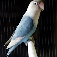 Burung Lovebird Pastel Biru
