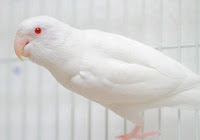 Burung Lovebird Albino Mata Merah