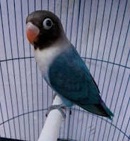 Burung Lovebird Cobalt