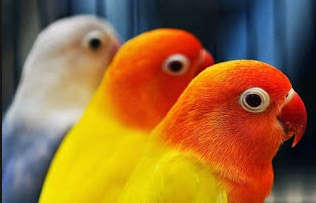 5 Cara Tepat Dan Akurat Mengatasi Burung Lovebird Ngantuk