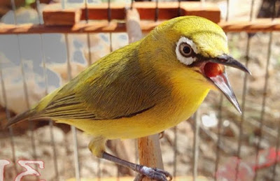 Harga Saat Ini Terbaru Aksesoris Sangkar Burung Pleci Paling Lengkap