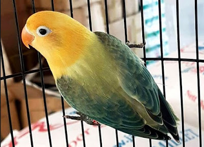 Kisaran Daftar Harga Terbaru Burung Lovebird Saat Ini 2018 Terlengkap