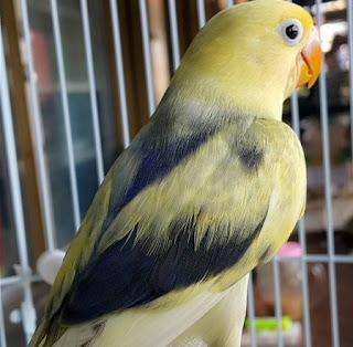 Kumpulan Jenis Warna Burung Lovebird Termahal Di Dunia Terlengkap
