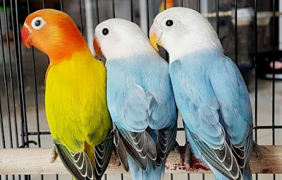 Daftar Harga Sangkar Lovebird Murah 2018 Terbaru Dan Terlengkap