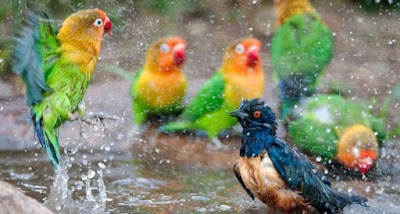 3 Khasiat Dan Manpaat Mandi Air Hujan Untuk Burung Lovebird Yang Sudah Terbukti