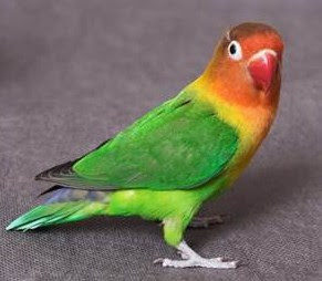 Mengenal Dekat Jenis Dari Burung Lovebird Fiscery Paling Akurat