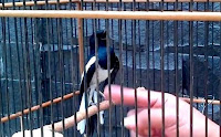 Pada Saat Burung Melihat Tangan Burung Langsung Mengejar
