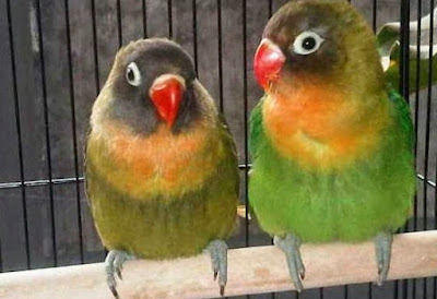 Tips Perawatan Dan Jenis Pakan Burung Lovebird Umur 3 Bulan Agar Rajin Ngekek