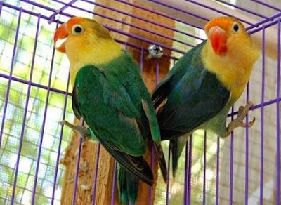 Tips Dan Cara Perawatan Burung Lovebird Dewasa Bagi Pemula