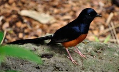 4 Tips Dan Cara Merawat Burung Murai Batu Muda Hutan Supaya Cepat Jinak Bunyi