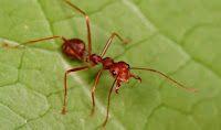 Serangga Semut Merah