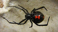 Serangga Laba Laba Black Widow