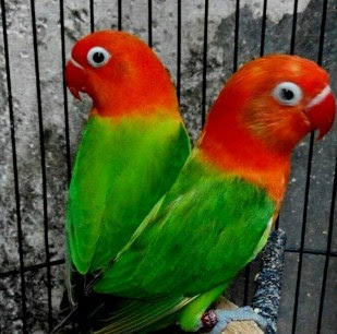 Mengetahui Lebih Dekat Lovebird Biola Dan Ciri Cirinya Terlengkap