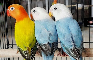 2 Cara Mencetak Jenis Lovebird Biola Euwing Paling Akurat Dan Mudah