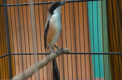 8 Cara Dan Tips Akurat Membuat Burung Cendet Agar Nagen Pada Saat Di Lapangan Lomba 