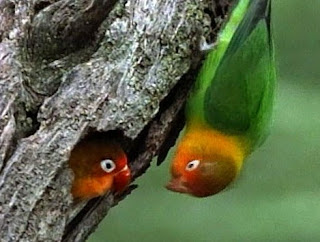 Mengetahui Lebih Dekat Kebiasaan Lovebird Di Alam Bebas 