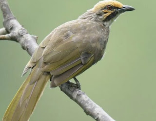 Jenis Burung Cucak Rowo Dari Lampung