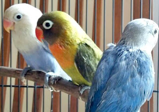 8 Cara Akurat Menurunkan Birahi Lovebird Paud/Balibu Yang Sudah Terbukti 