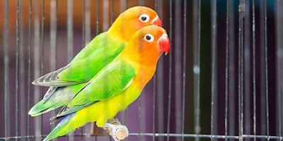 Ciri Ciri Fisik Burung Lovebird Anakan Betina Paling Akurat Dan Terlengkap