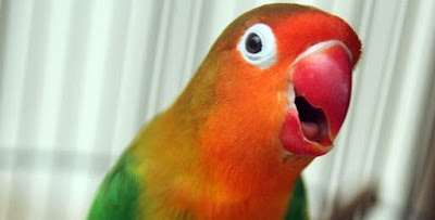 Tips Dan Cara Akurat Mengobati Penyakit Snot Pada Burung Lovebird Yang Sudah Terbukti