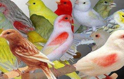 Kisaran Daftar Harga Terbaru Burung Kenari Saat Ini Di Tahun 2018 Paling Lengkap