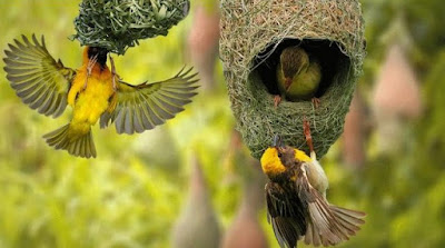 Tips Dan Cara Membedakan Burung Manyar Jantan/Betina Paling Akurat