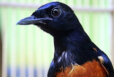 Tips Dan Cara Akurat Mengatasi Burung Murai Batu Cabut Bulu Paling Lengkap