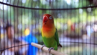 List Harga Terbaru Vitamin Burung Lovebird Lomba Saat Ini 2018 Paling Lengkap 