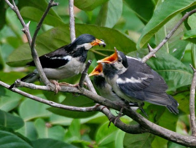 Mengetahui Sarang Burung Jalak Suren Di Habitat Aslinya Di Alam Bebas Paling Lengkap 