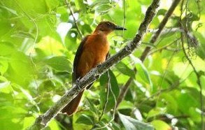Mengenal Lebih Dekat Burung Cucak Rowo Papua Di Habitat Aslinya Alam Liar