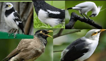List/Daftar Harga Terbaru Burung Jalak Saat ini Di Tahun 2018 Paling Lengkap